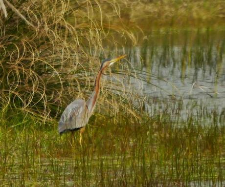 Garza imperial en paso