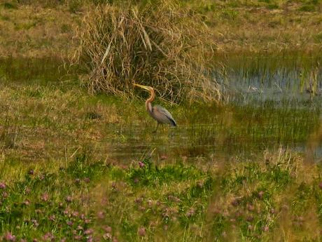 Garza imperial en paso