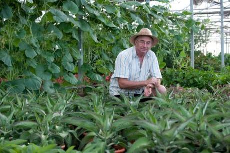 Cómo ocho plantas puedes solucionar el 80% de los problemas de salud