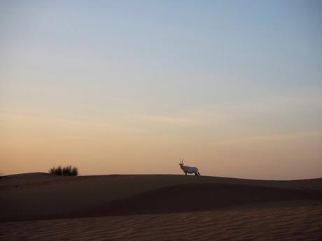 Dubai Desert OLYMPUS DIGITAL CAMERA