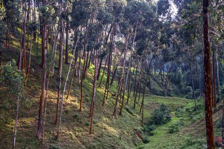 Lago Kivu y Parque Nacional de Nyungwe