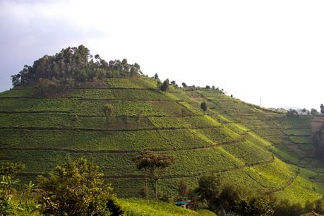 Lago Kivu y Parque Nacional de Nyungwe