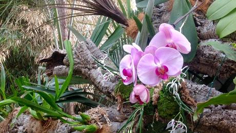 El Jardín Botánico-Orquidario de Estepona