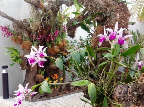 El Jardín Botánico-Orquidario de Estepona