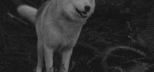 dancing animated GIF 