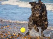 Consejos caninos 'Abr 2015'