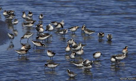Enormes bandadas en laguna Epecuén