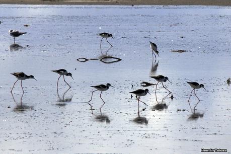 Enormes bandadas en laguna Epecuén