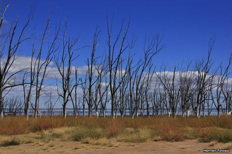 Enormes bandadas en laguna Epecuén