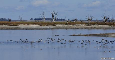 Enormes bandadas en laguna Epecuén