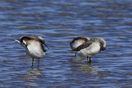 Enormes bandadas en laguna Epecuén