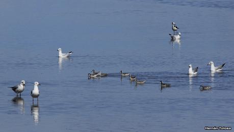 Enormes bandadas en laguna Epecuén