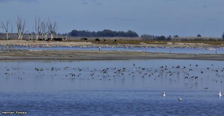 Enormes bandadas en laguna Epecuén