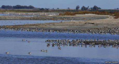 Enormes bandadas en laguna Epecuén