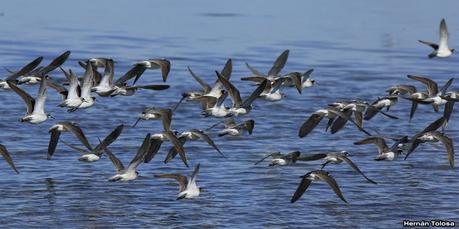 Enormes bandadas en laguna Epecuén
