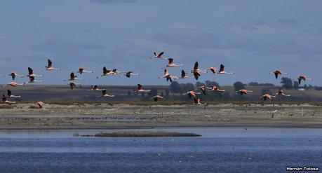 Enormes bandadas en laguna Epecuén