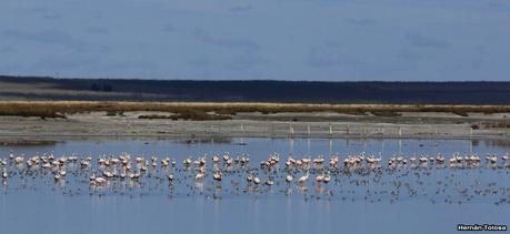 Enormes bandadas en laguna Epecuén