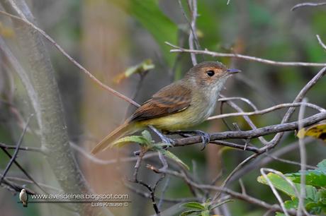 Barullero (Tawny-crowned Pygmy-Tyrant) Euscarthmus meloryphus