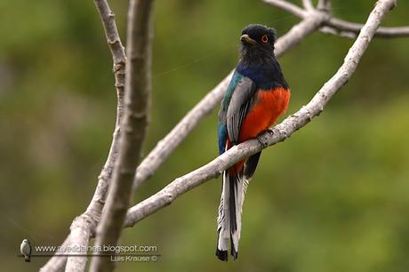 Surucuá común (Surucua Trogon) Trogon surrucura