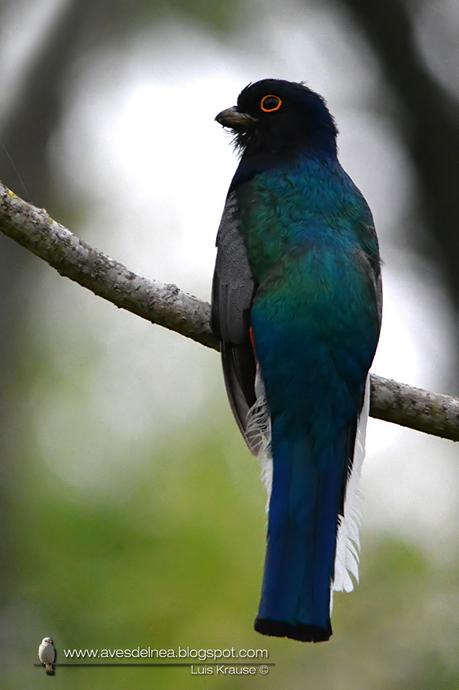 Surucuá común (Surucua Trogon) Trogon surrucura