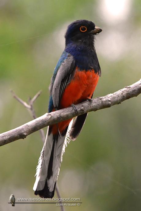 Surucuá común (Surucua Trogon) Trogon surrucura