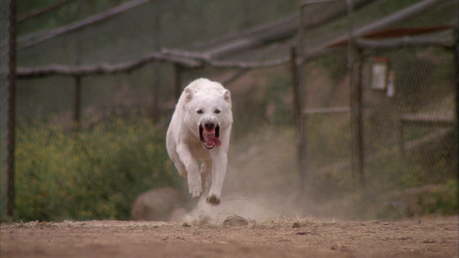 White Dog - 1982