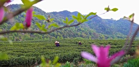 campos de té de Hangzhou en China