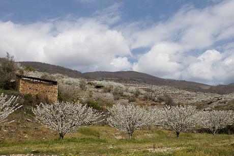 Valle del Jerte Extremadura