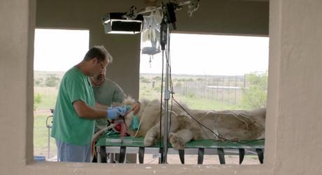 Una marca de prótesis dentales devuelve la dentadura a un león #savingaslan