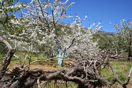 Desintosicar es posible con los cerezos en flor