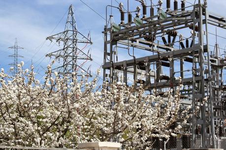 Desintosicar es posible con los cerezos en flor
