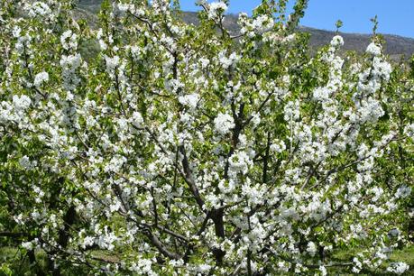 Desintosicar es posible con los cerezos en flor