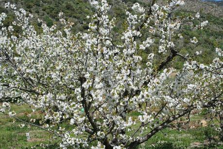 Desintosicar es posible con los cerezos en flor