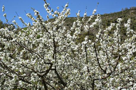 Desintosicar es posible con los cerezos en flor