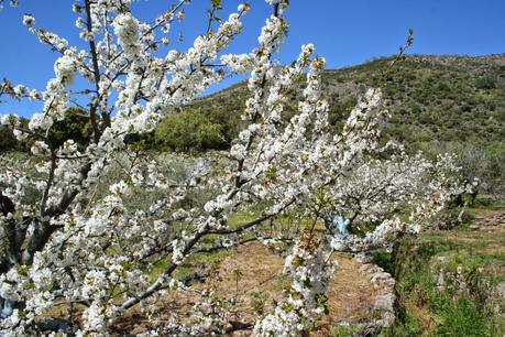 Desintosicar es posible con los cerezos en flor