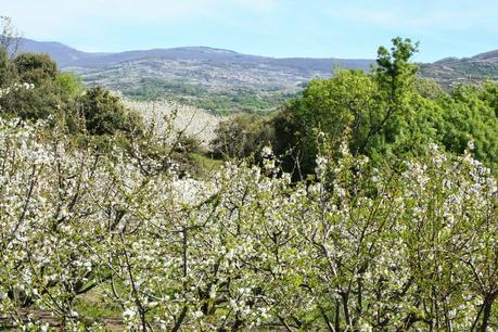 Desintosicar es posible con los cerezos en flor