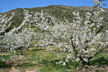 Desintosicar es posible con los cerezos en flor