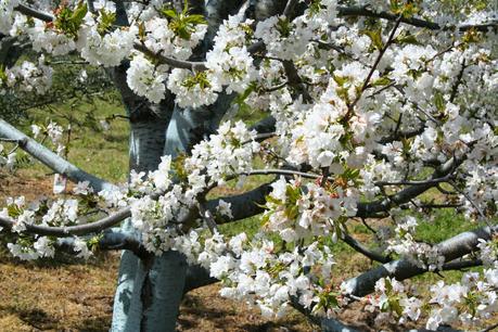 Desintosicar es posible con los cerezos en flor