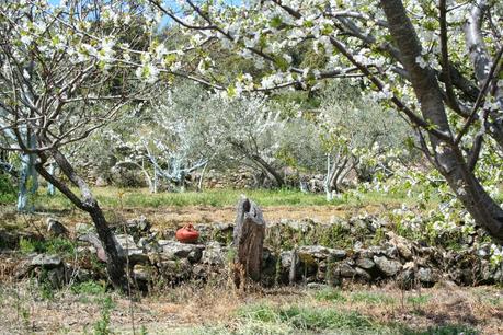 Desintosicar es posible con los cerezos en flor