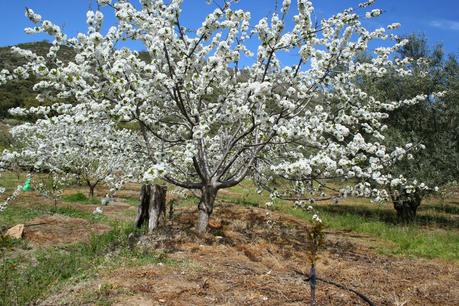 Desintosicar es posible con los cerezos en flor