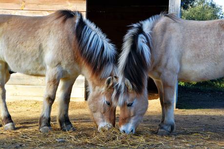 QUE ES LA EQUINOTERAPIA?