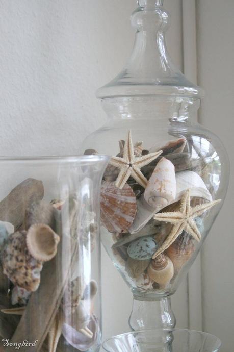 Shells and sea stars looking pretty in glass vases and apothecary jars.