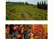 Curso viticultura ecológica