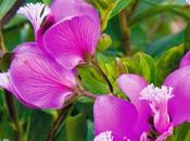 Polygala myrtifolia flores todo