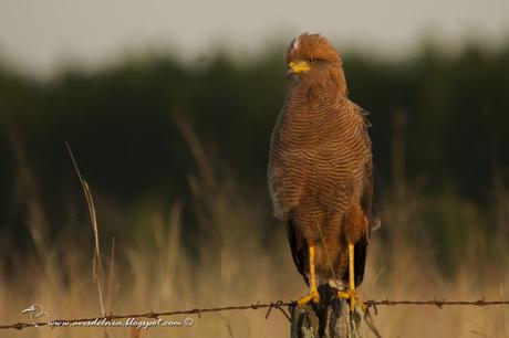 Aguilucho colorado (Savanna Hawk) Buteogallus meridionalis