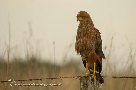 Aguilucho colorado (Savanna Hawk) Buteogallus meridionalis