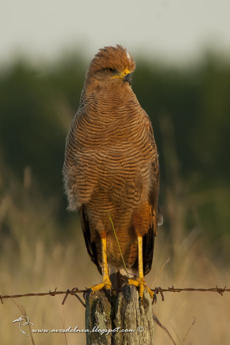 Aguilucho colorado (Savanna Hawk) Buteogallus meridionalis