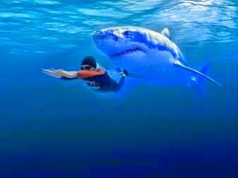 Tiburón blanco persiguiendo nadador