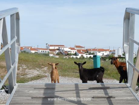 Patrón de barco en el Alentejo Estrela