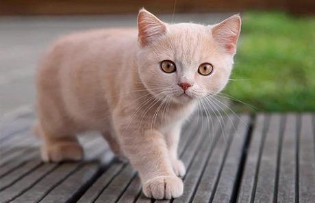 gato-defensor-causas-perdidas